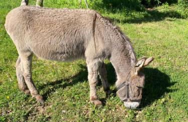 Gîte à la campagne - Foto 8