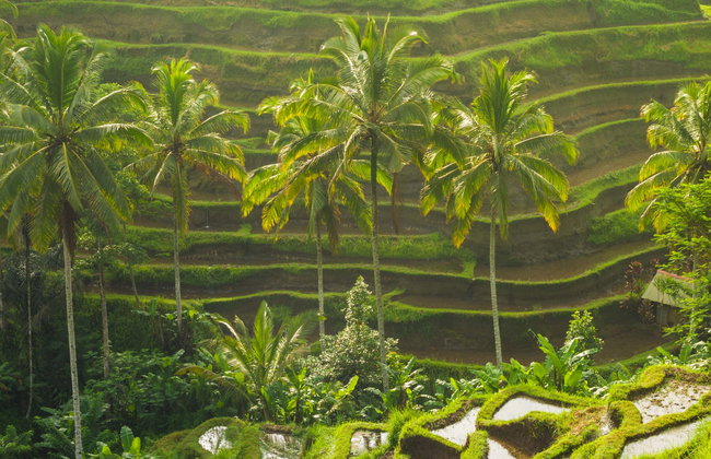Ubud, Goa Gajah & Central Bali Private Tour - Photo 1