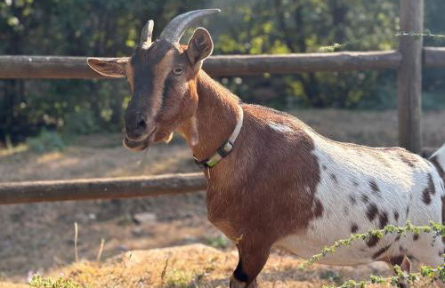 Quinta da Rabaçosa - Turismo Rural - Foto 6