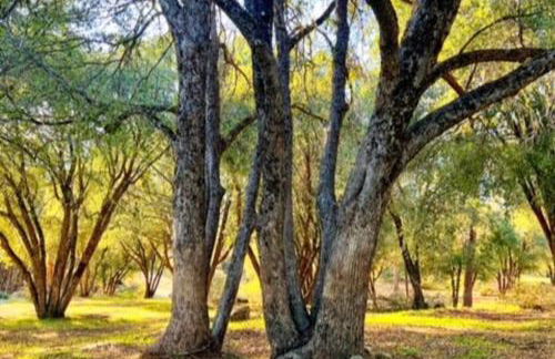 Yosemite Villa - log cabin with spectacular views & stargazing - Foto 55