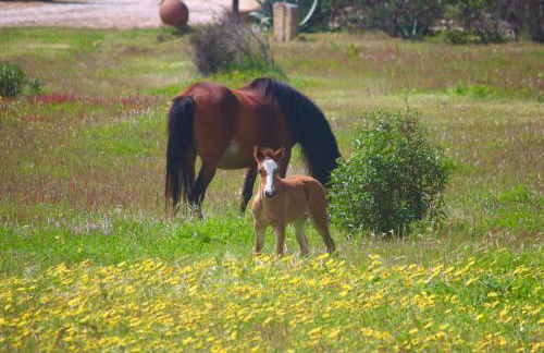 Herdade Monte Do Sol - Foto 33