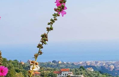 La Vivagna - Casa vista mare tra gli ulivi - Foto 32