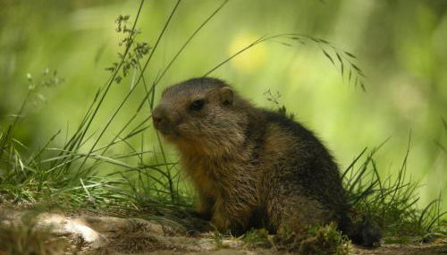 les Jéhans - Foto 5