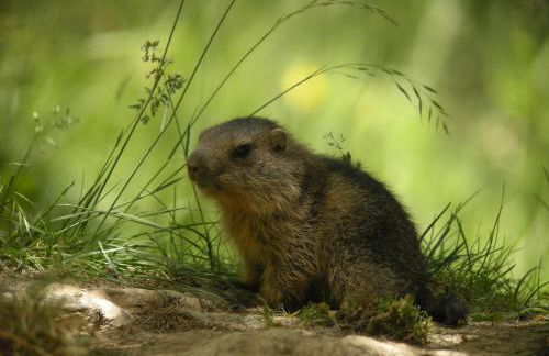 les Jéhans - Foto 5