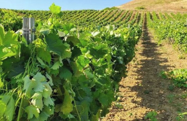 Ponte Calatrasi Agriturismo - Photo 53