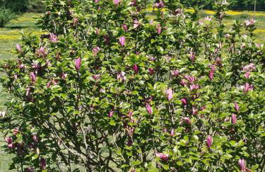 Maisonnette de charme A 5 min du Parc PUYDUFOU - Photo 16