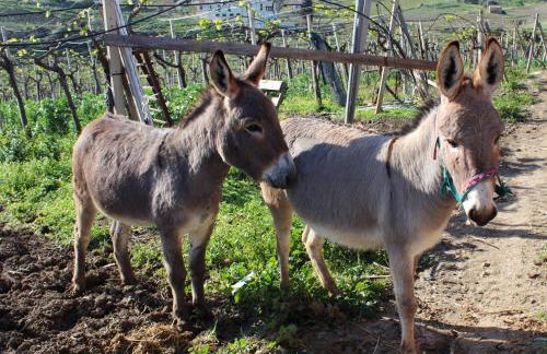 Agriturismo La Casa di Bacco - Foto 15