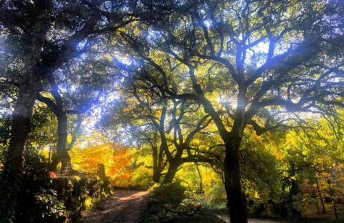 El rinconcito - Foto 2