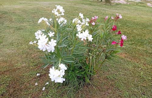 Mini a Carpi - APPARTAMENTI DANIELE - Foto 7