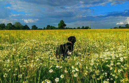 Stable Cottage - Foto 29