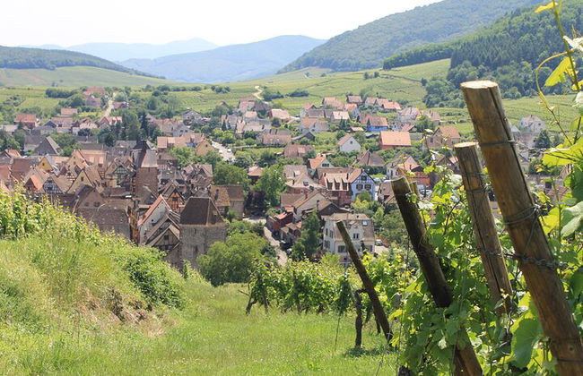 Elsässische Weinstraße Halbtagestour in kleiner Gruppe mit Verkostung ab Straßburg - Foto 3
