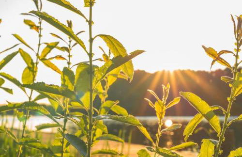 Ferienhaus mit Pool und Sauna am Duemmer See - Foto 79