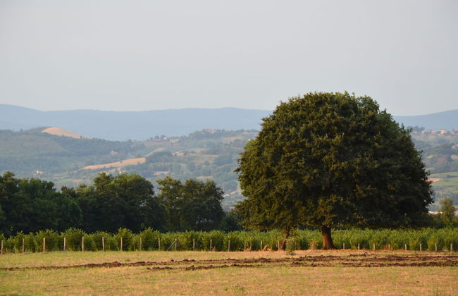 Fattoria Lucciano - Foto 61