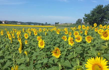 Agriturismo Le Baccane - Foto 7