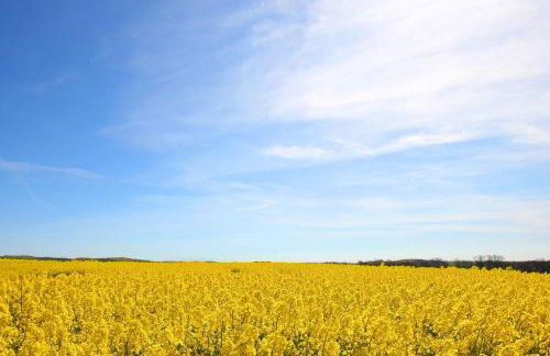 Höftresidenz Ferienwohnung 25 - Foto 15