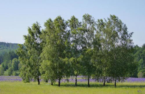 Butikowe apartamenty w Sudetach - TRZY MORZA - pod górą Trójmorski Wierch - Foto 21