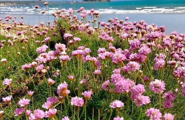 Wellspring Cottage nr Kynance Cove - Foto 28