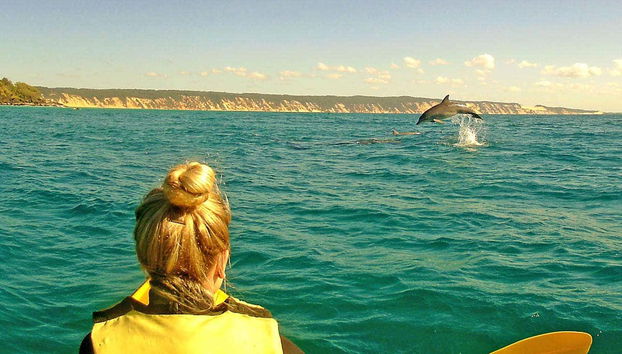 Dauphins de Noosa