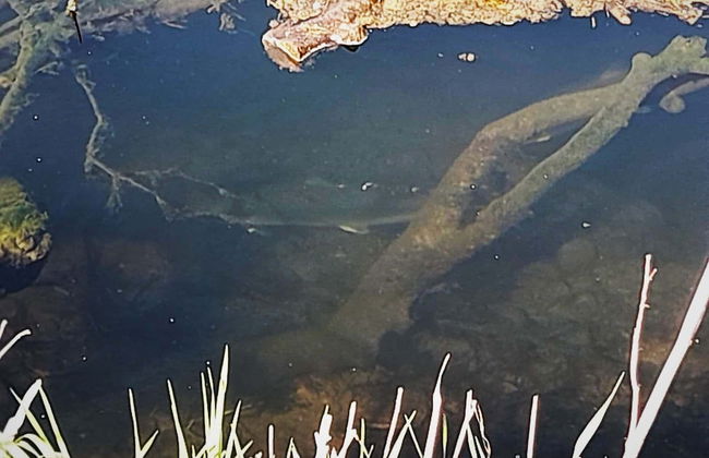 Pheasant Lodge Scottish Borders - Foto 12