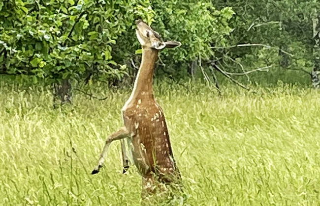 6 Person Holiday Home in Vreta Kloster - Foto 17