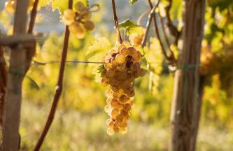 Agriturismo Per Caso - Photo 22