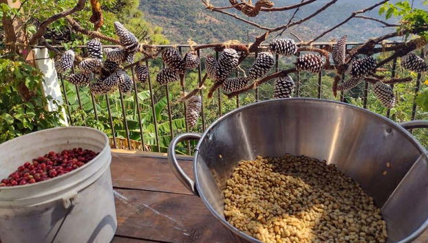 Caffè biologico di Cacalotenango