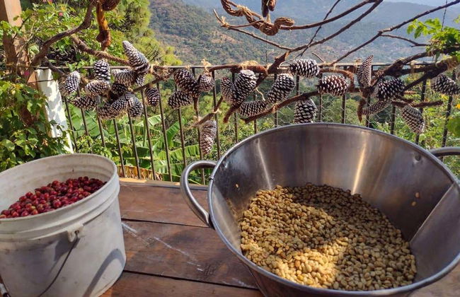 Visita a uma fazenda de café orgânico - Foto 2