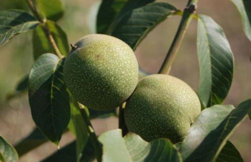 Quinta da Estima - Foto 62