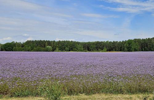 Pod kamieniem - Foto 25