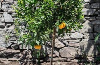 Residenza La Zagara - Foto 27