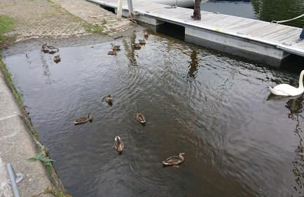 Au calme sur le port de plaisance et le GR34 - Foto 10