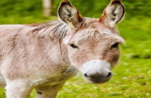Apartment Near ski Area in Wehrstapel in Sauerland - Foto 52