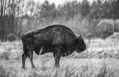 Groszkówka - Foto 19