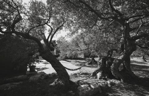 Olive Garden Villa Venetia - Foto 41