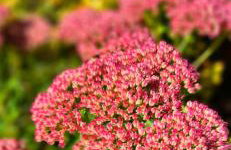 Domek w Karkonoszach - Foto 49