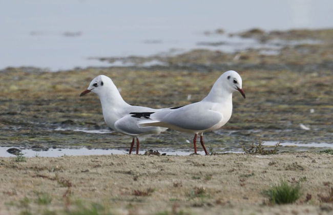 Welcoming Apartment Near Lake - Photo 27