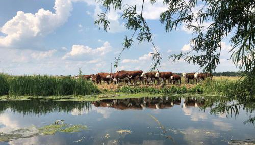 Chestnut Cottage at Gravel Farm - Foto 2