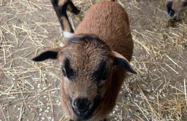 Ferienhaus Spielburg - Foto 76