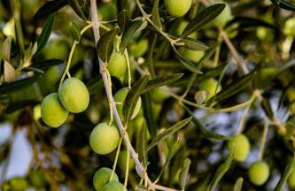 OPG Villa Meri - Foto 36