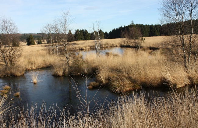 Cozy Forest Chalet Escape - Photo 35