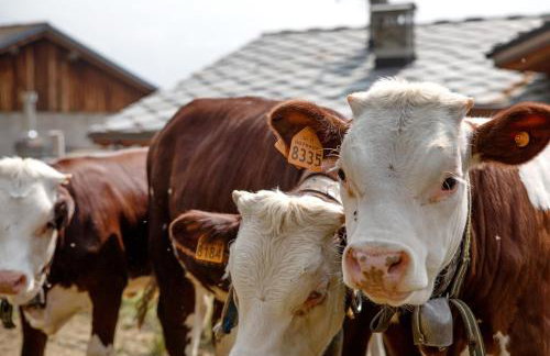 Agriturismo Soleil Levant Torgnon - Foto 8