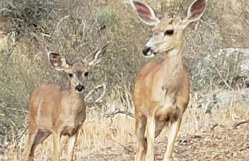 Secluded Oasis with View, and hot tub on 50 acres - Foto 18