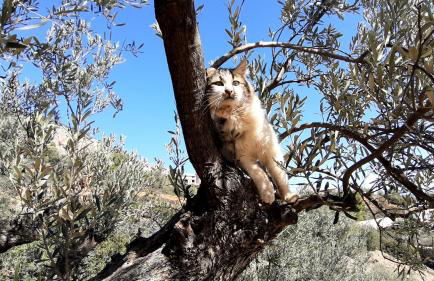 Πέτρα, Ελιά και Λεβάντα - Foto 55