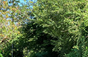 Haixpia, Le Gîte - Foto 24
