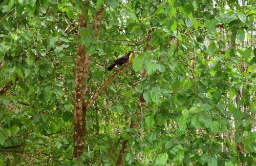 Alugo minha casa na floresta! - Foto 11