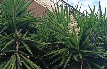 Beb dragonara - Foto 57