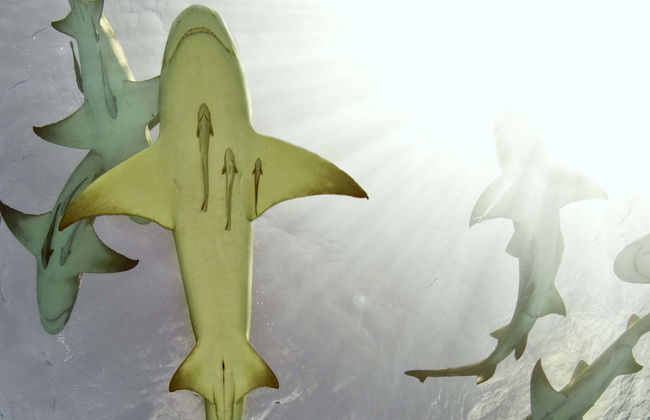 Avistamiento de tiburones limón en la isla de Sal - Foto 1