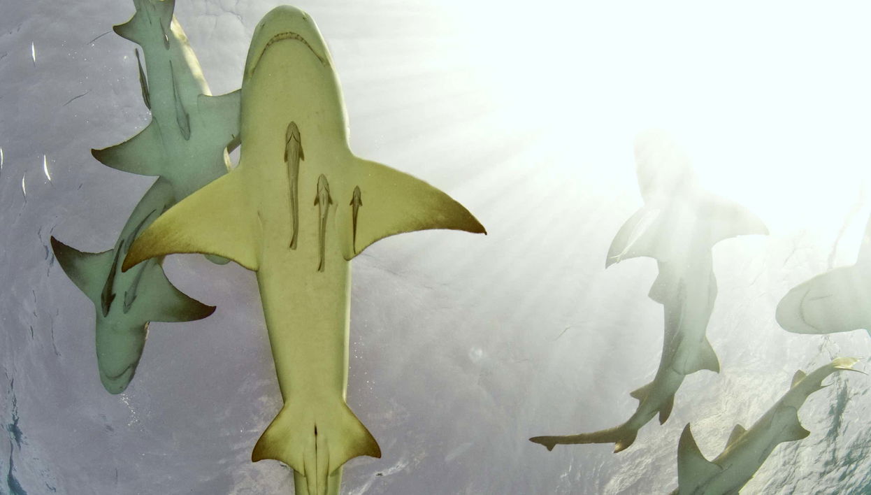 Observation de requins-citrons sur l'île de Sal