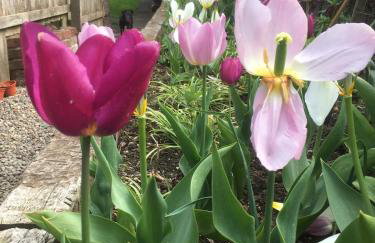 Rose Cottage - Foto 18