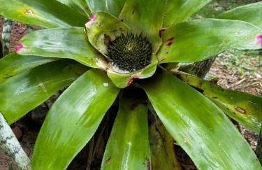 Casa Okê Paraty - Foto 48